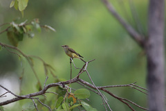 Microeca flavigaster