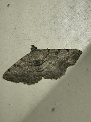 Digrammia gnophosaria