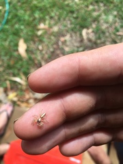 Cytaea alburna