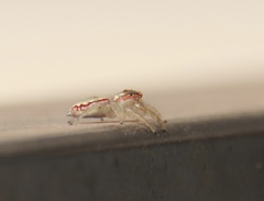 Cytaea alburna