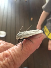 Maroga leptopasta