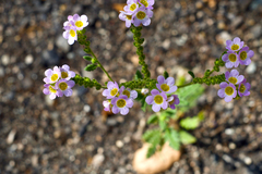 Phacelia brachyloba