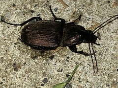 Chlaenius tomentosus