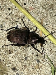 Chlaenius tomentosus