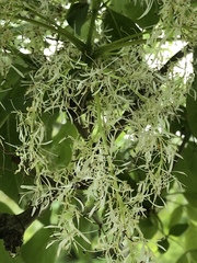 Chionanthus