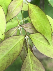 Chionanthus