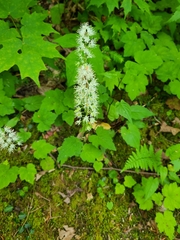 Tiarella austrina
