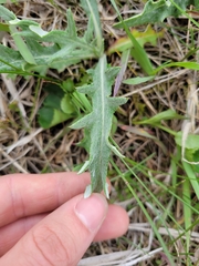 Cirsium flodmanii