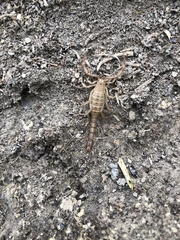 Serradigitus wupatkiensis