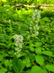 Tiarella austrina