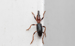 Cylas formicarius