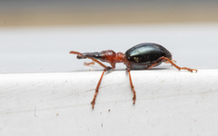 Cylas formicarius