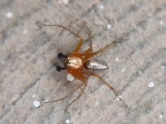 Oxyopes shweta