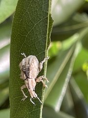 Dermatoxenus caesicollis