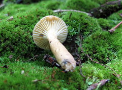 Lactifluus petersenii