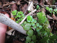 Epilobium pedunculare