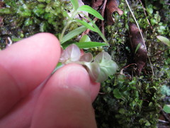 Epilobium pedunculare