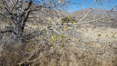 Populus fremontii fremontii