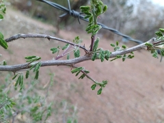 Mimosa monancistra