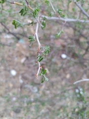 Mimosa monancistra