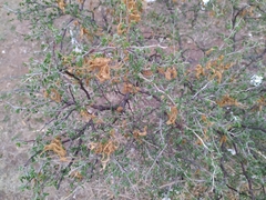 Mimosa monancistra