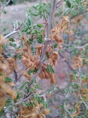 Mimosa monancistra