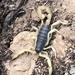 Giant Hairy Scorpions - Photo (c) Hunter Johnson, some rights reserved (CC BY-NC), uploaded by Hunter Johnson