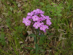 Phlox ovata