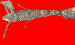 Crangonoidea