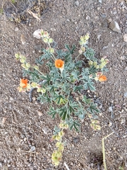 Sphaeralcea grossulariifolia