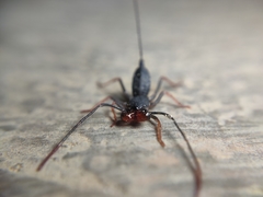 Thelyphonus sepiaris