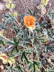 Sphaeralcea grossulariifolia