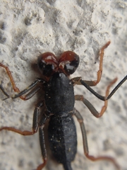 Thelyphonus sepiaris