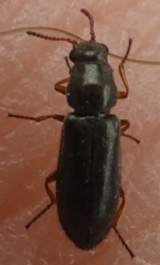 Eschatocrepis constrictus