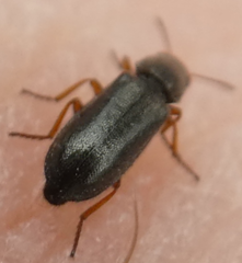 Eschatocrepis constrictus