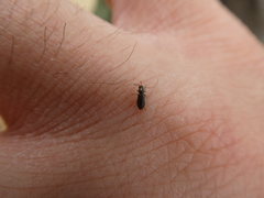 Eschatocrepis constrictus