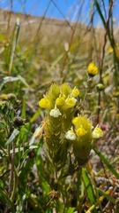 Castilleja rubicundula