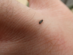 Eschatocrepis constrictus