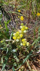 Castilleja rubicundula