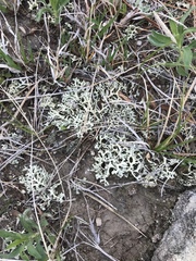 Xanthoparmelia chlorochroa