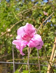 Podranea ricasoliana