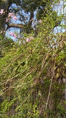 Podranea ricasoliana