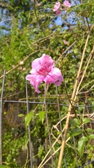 Podranea ricasoliana