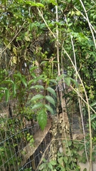 Podranea ricasoliana