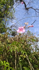 Podranea ricasoliana