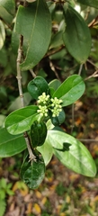 Rhodomyrtus tomentosa