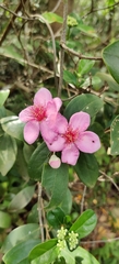 Rhodomyrtus tomentosa