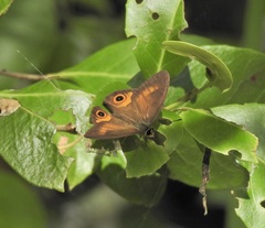 Hypocysta irius