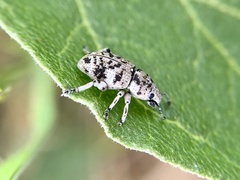 Colecerus marmoratus