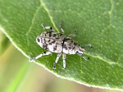 Colecerus marmoratus